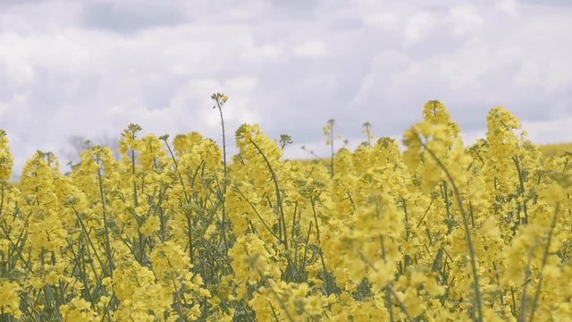 Rapeseed in blom - Agriculture - Canola Oil - Yellow Flowers - Slow motion (captured in 96 fps)