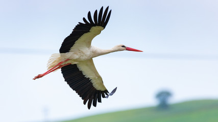 Close-up of a white stork flying over the meadows in Rodopi, Greece