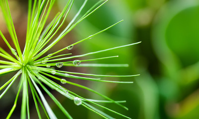 Exotic plant Droceraceae family. Fly trap plant with nectar drops macro view, selective focus. Beautiful tropical garden background © besjunior