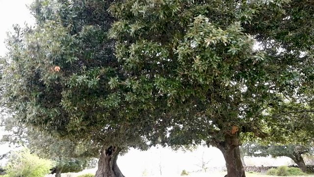 Leccio trees, Supramonte, Orgosolo, Sardinia, Italy 