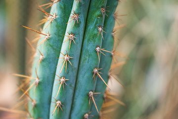 Macro view cactus evergreen succulent plant. Beautiful exotic houseplant background, texture pattern and spike leaves. Shallow depth of field selective focus.