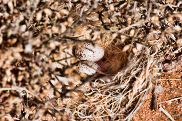 eggs gorrion sahriano