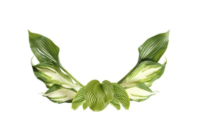 Fresh tropical leaf isolated on white background. Leaf Hosts for design.