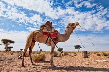 Gordijnen camel © kasami