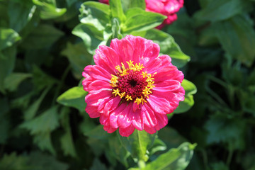 The pink zinnia elegans in the garden