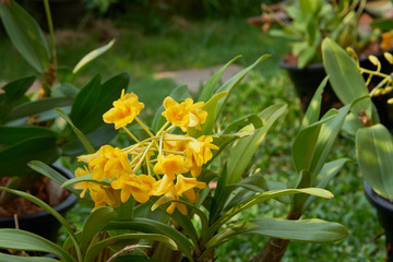 Yellow Orcids In Garden