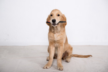 retriever puppy clean teeth
