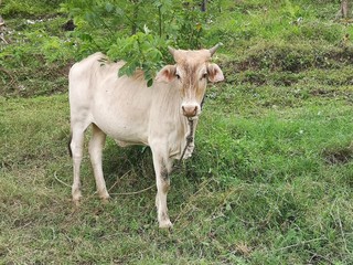 Domesticated white cow in Philippines