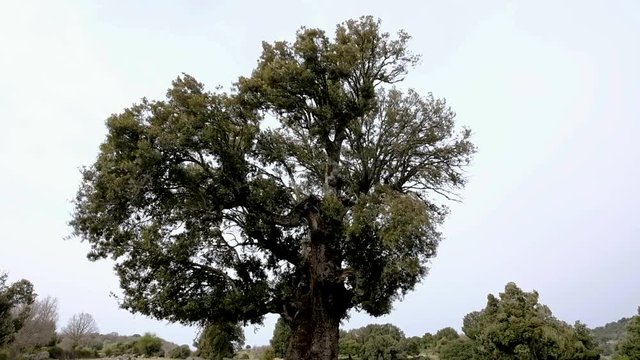 Leccio trees, Supramonte, Orgosolo, Sardinia, Italy 