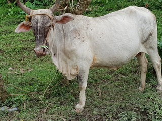 Domesticated white cow in Philippines