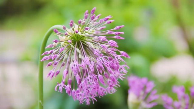 Allium cepa blossoming. Blooming spring onions. Young shoots of bulb onion or common onion with tall candles with delicate aerial violet fluffy flower. In the background green foliage