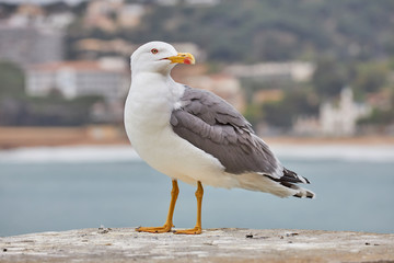 Close up of adult European herring gull (Larus argentatus) on the wall