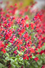 Beautiful red flowers in a garden of Spain