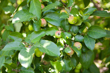 Fototapeta premium Apples hanging from a tree branch in an apple orchard