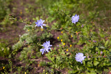 Summer green background. Spring flowers nature background.
