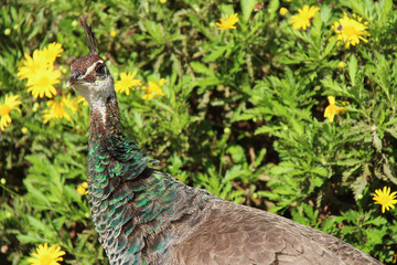 peacock - porto - portugal