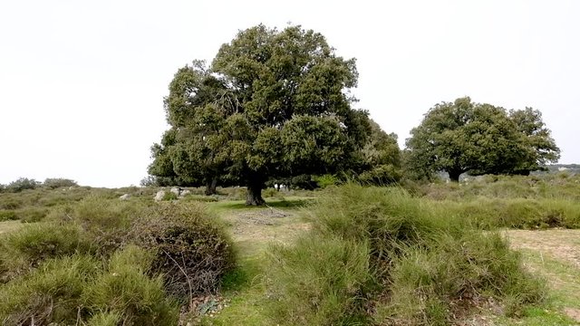 Leccio trees, Supramonte, Orgosolo, Sardinia, Italy 