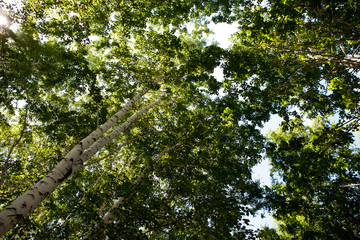 Fototapeta premium Green yellow leaves with lens flare background