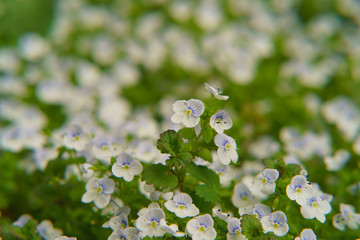 Background of white small flowers of clematis montana