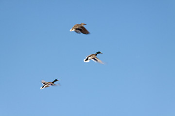 Obraz premium Patos volando.