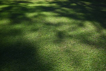 Abstract shaded and mottled lawn grass textured background