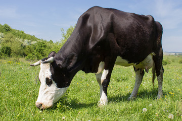 cow on grass in the summer,A big black and white cow is caught in the field of a low angle photo