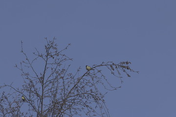 blue tits in tree