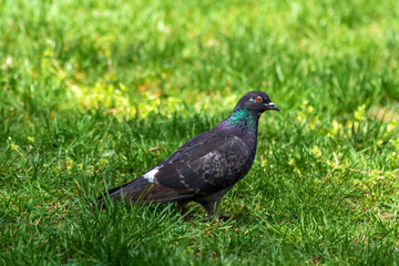 Pigeon on green grass. Rock Pigeons is a large species in the dove and pigeon family.