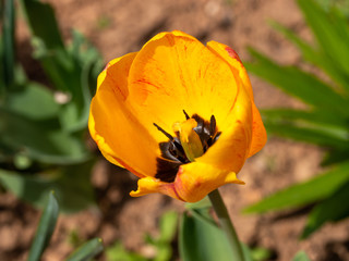 Fototapeta premium Closeup view of tulip flower in the yard.