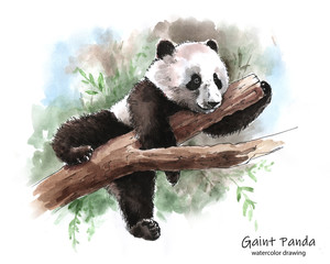 Panda lying on a tree branch, watercolor graphic © jelliclecat