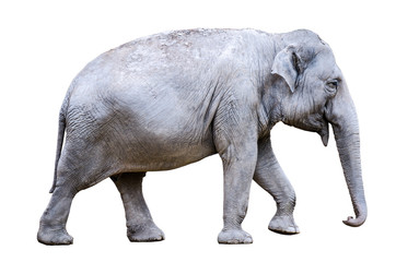 one asian elephant (Elephas maximus) on white background