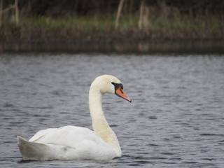 swan on lake
