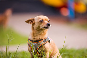 dog on grass