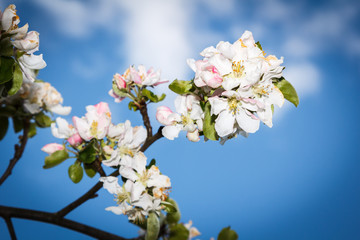 blossom apple tree on blue sky background