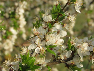 blooming apple tree in spring