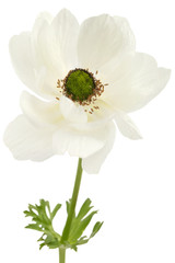 Fototapeta premium White flower of anemone, isolated on white background