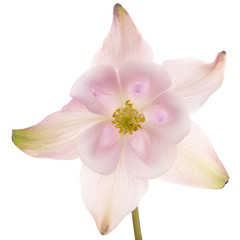 Fototapeta na wymiar Rosy flower of aquilegia, blossom of catchment closeup, isolated on white background