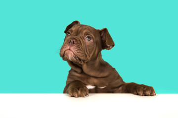 Cute old english bulldog puppy with paws on a white table looking up on a blue background