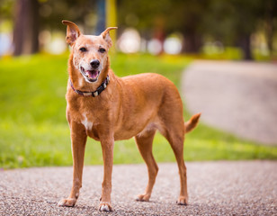 Dog standing in the park