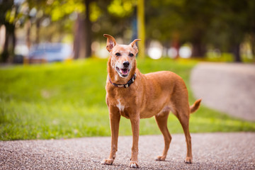Dog in the park