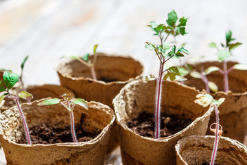 Freshly sprouted seedlings in pots