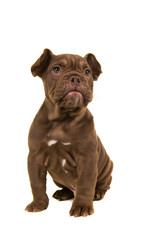 Adorable old english bulldog puppy glancing away sitting isolated on a white background