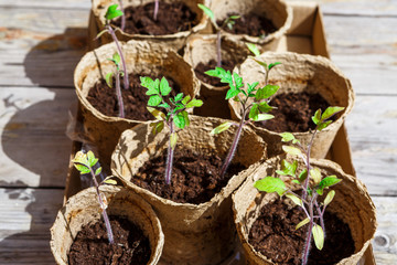 Freshly sprouted seedlings in pots