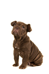 Obraz premium Cute old english bulldog puppy looking up sitting isolated on a white background seen from the side