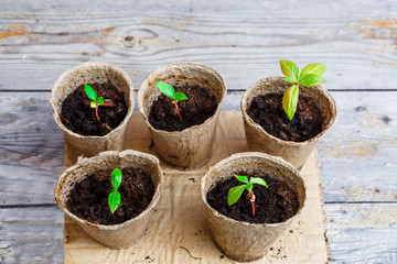 Freshly sprouted seedlings in peat pots