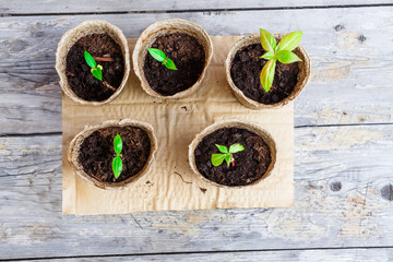 Freshly sprouted seedlings in peat pots