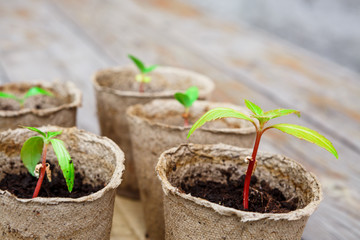 Freshly sprouted seedlings in pots