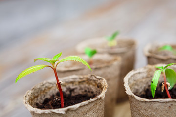 Freshly sprouted seedlings in pots