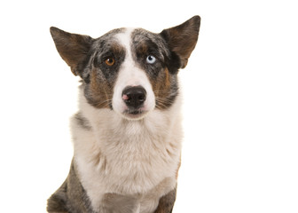 Portrait of a odd eyed Welsh corgi looking at the camera isolated on a white background