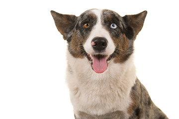 Portrait of a odd eyed Welsh corgi looking at the camera isolated on a white background with mouth open